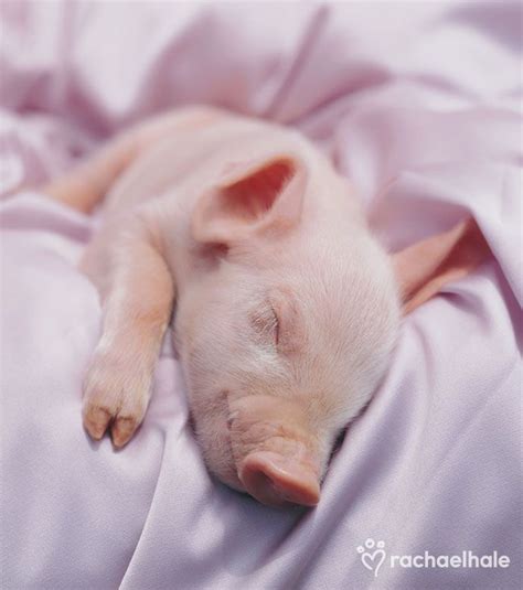 Sleepy Piggy Photo by keveri | Photobucket