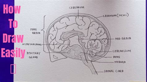 How to draw diagram of Human Brain easily - step by step | Drawing of ...