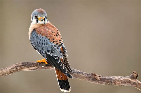 2024's 10 Kestrel Symbolism Facts & Meaning: A Totem, Spirit & Power Animal