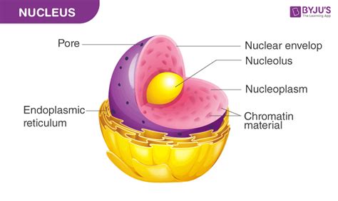 What is a Nucleus?- Structure and Function of Nucleus