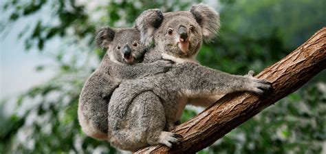 Four Ways to Celebrate Wild Koala Day | Australia