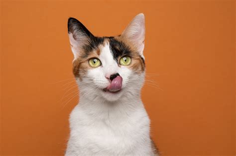 Cat Sticking Out Tongue Leaves Internet in Hysterics: 'Never Change ...