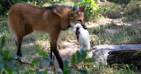 Maned Wolf Behavior - AnimalBehaviorCorner