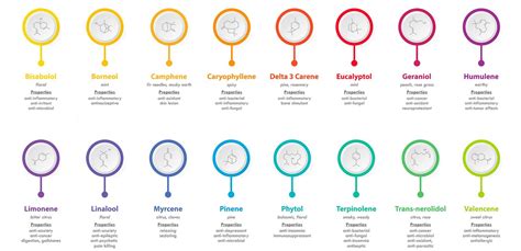 Terpenes and CBD: What are they used for? What are they really?