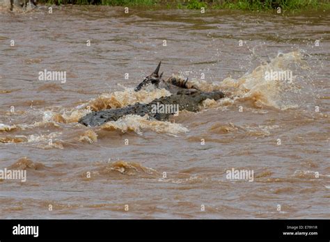 A massive 5 meter Nile Crocodile attacks and drowns a Blue Wildebeest ...