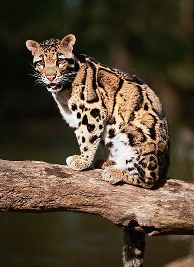 Clouded leopard | mammal | Britannica.com