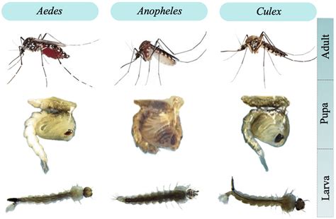 Aedes, Anopheles, and Culex mosquitoes at different stages of their ...