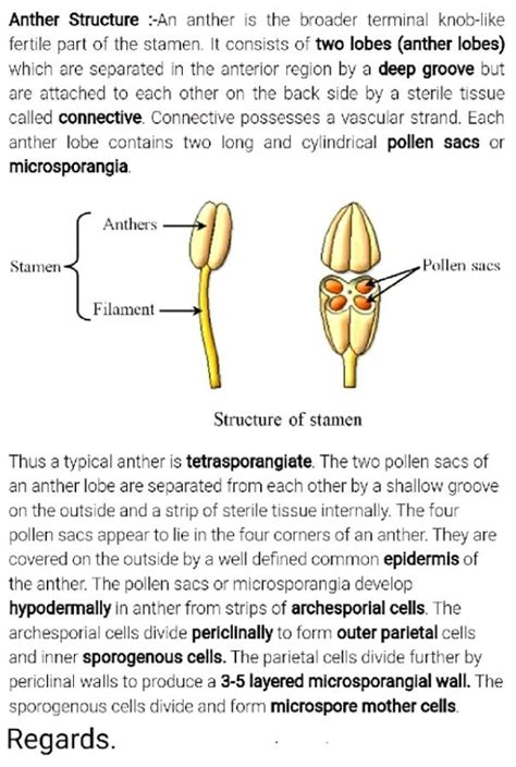 Structure of anther and explain - Biology - - 16229301 | Meritnation.com