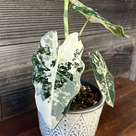 Alocasia Frydek Variegata | 4" or 6" Pot - Plant Hawaii