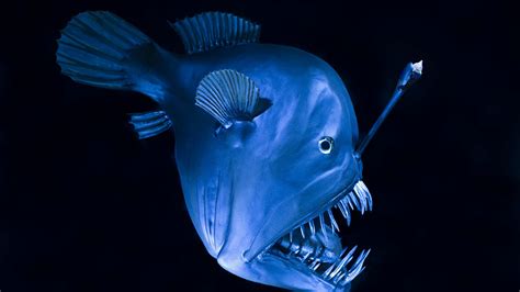 “OMG! Unbelievable Discovery: Mind-Blowing Life of Anglerfish in the ...