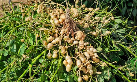 Management of Aflatoxins in Peanut | Land-Grant Press