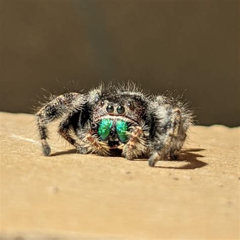 The emerald green fangs of this jumping spider (unedited) : r ...