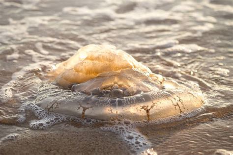 Edible Jellyfish Stock Photos, Pictures & Royalty-Free Images - iStock