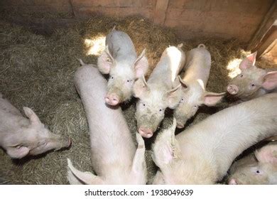 Pig Breeding Pigsty Animal Husbandry Livestock Stock Photo 1938049639 ...