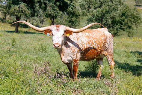 🔥 [50+] Longhorn Cattle Wallpapers | WallpaperSafari