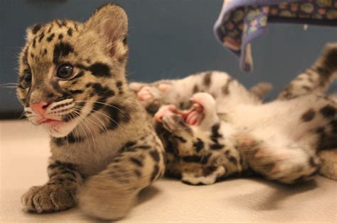 Toronto Zoo's clouded leopard cubs getting 'sassy' - CityNews Toronto