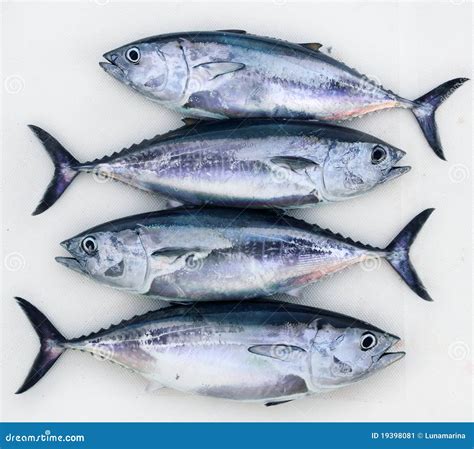 Bluefin Four Tuna Fish Thunnus Thynnus Catch Row Stock Image - Image ...