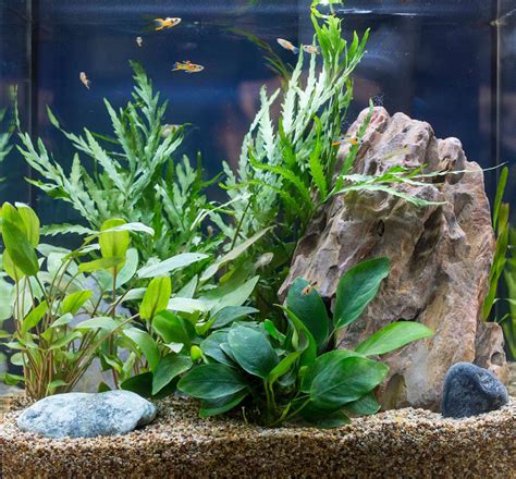 Unconventional Aquarium Plants – Choosing Fish Tank Garden Plants