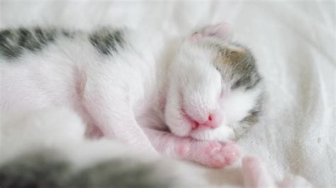 newborn kitten twitching in sleep - Captions Casual