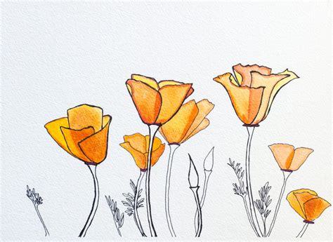 California Poppies - Allyson Kramer | California poppy drawing, Poppy ...