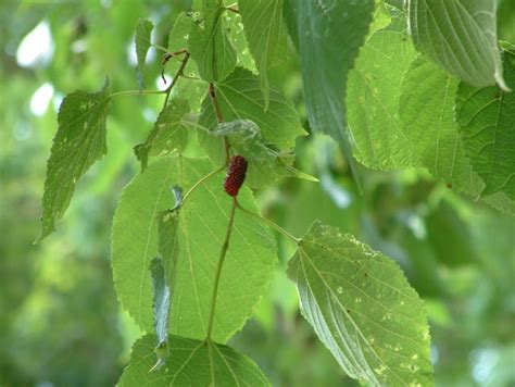 A Year With the Trees: Red Mulberry - Morus rubra