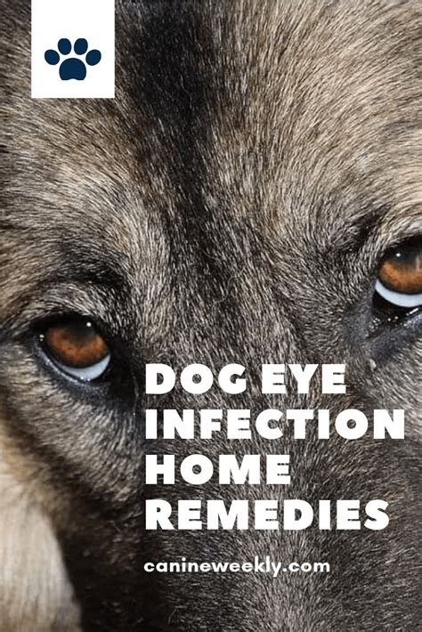 how to treat your dog's eye infection at home - Roxie Grisham