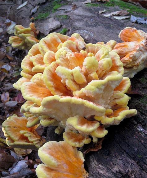 41 best Maine mushrooms images on Pinterest | Fungi, Mushrooms and Wild ...