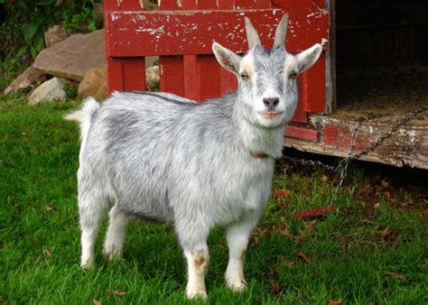 15 Best Small Goat Breeds for Pets