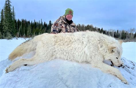 Alaskan Timber Wolf Size