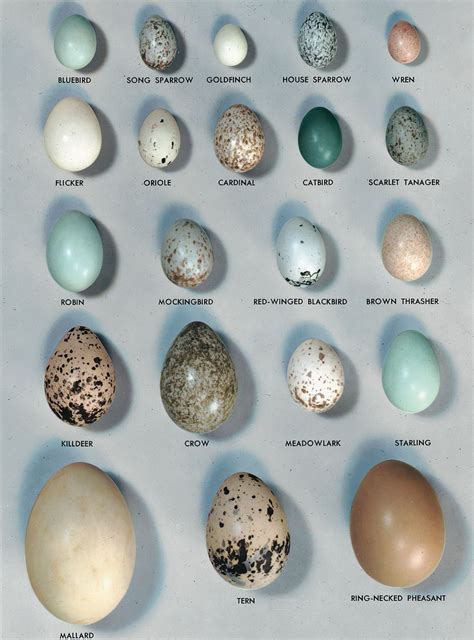 Egg | Biology, Anatomy & Function | Britannica