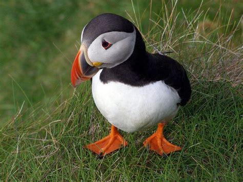 Puffin | Rare animals, Puffins bird, Bird wallpaper