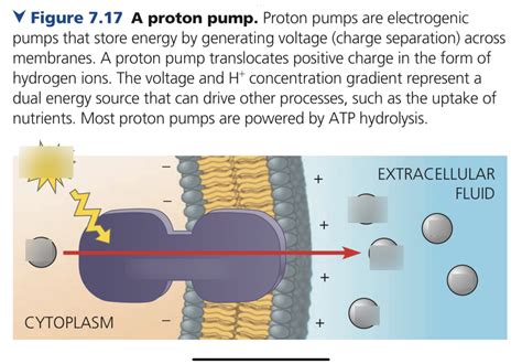 Proton Pump Diagram | Quizlet