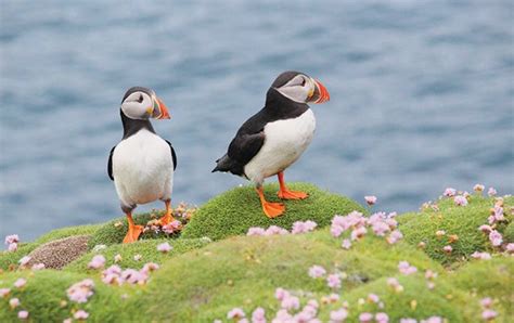 Puffin facts! - National Geographic Kids