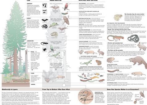 Forest Biodiversity