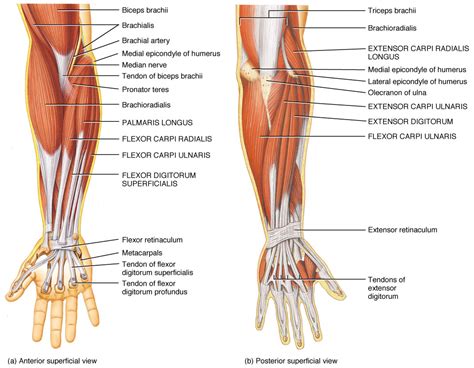 Anatomy Lesson: Forearm/Wrist Musculature - Beautiful to the Core