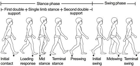 Human gait cycle (adapted from Vaughan et al., 1999) | Download ...