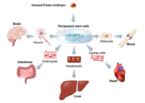 Stem cells from IVF — Science Learning Hub