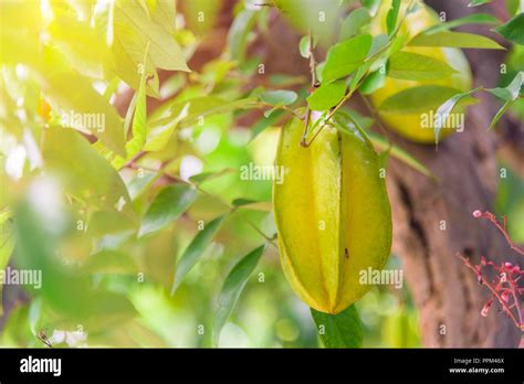 Star apple tree hi-res stock photography and images - Alamy