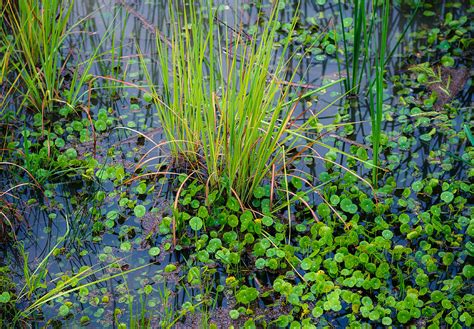 15+ marsh plants with an animal in their name - LoreneAleigha