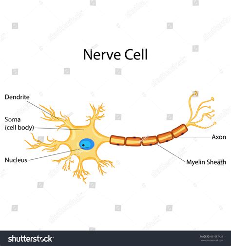 3,418 Nerve Cell Diagram Images, Stock Photos, 3D objects, & Vectors ...