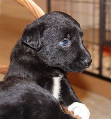 Terrific Absolutely Free Border Collies black Style | Border collie lab ...