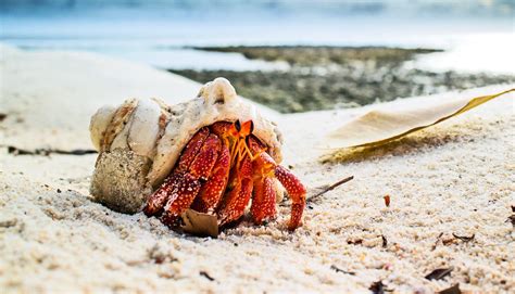 Hermit crabs may offer insights into wealth inequality | WordDisk