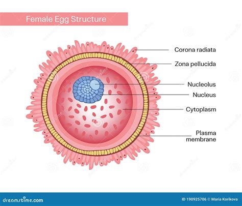 Egg Cell Structure And Function