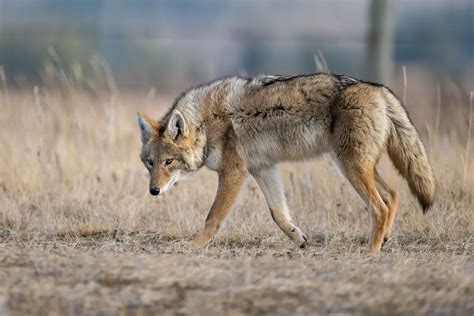 Coyote Tracks | The Ultimate Guide | Assorted Animals