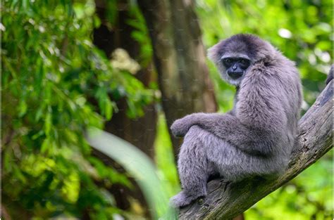 Portrait of a silvery gibbon sitting | Animal Stock Photos ~ Creative ...