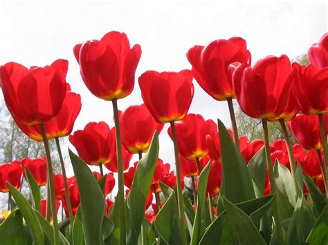 wallpaper: Red Tulips Wallpapers