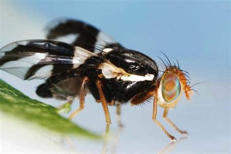 Officials wary due to apple maggot fly captures – Methow Valley News