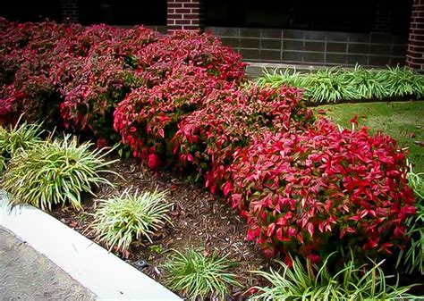 Nandina Firepower Shrubs - Kentucky Living