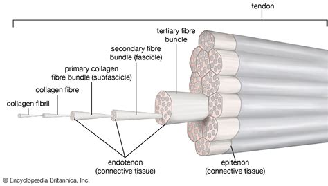 Tendon | Description & Function | Britannica