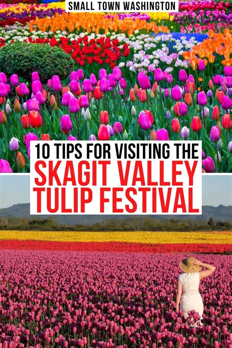 Skagit Valley Tulip Festival 2021: 10 Things to Know Before You Go!